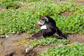 Atlantic puffin, Farne Islands Nature Reserve, England
