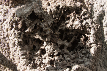 termite