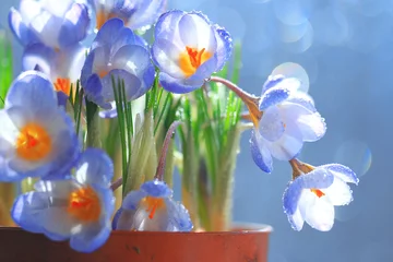 Crédence de cuisine en verre imprimé Crocus blue crocus flowers in a pot house