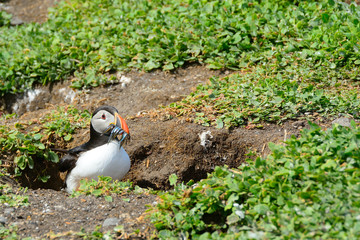 Atlantic puffin, Farne Islands Nature Reserve, England