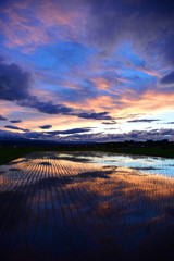 田園の夕景/Evening of paddy