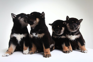 group of puppies on a white background