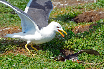 Atlantic puffin attacked by a gull, Farne Islands Nature Reserve