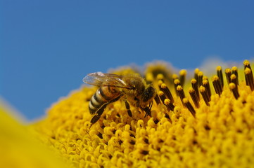 bee and sunflower
