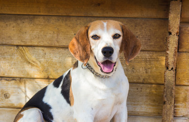 Ritratto di un vecchio beagle