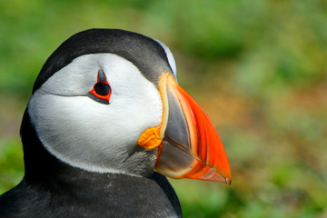 Atlantic puffin, Farne Islands Nature Reserve, England