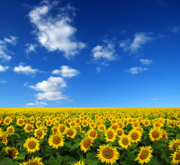 Obraz premium sunflowers field
