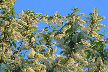 apple blossoms blue summer sky