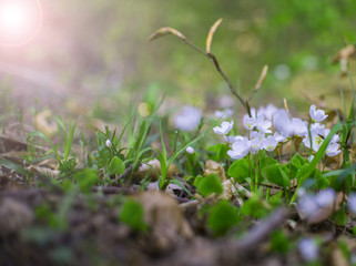 Little white wild flower in forest