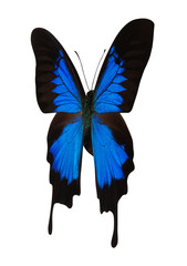 Obraz premium Blue butterfly