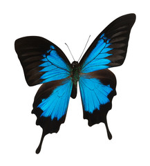 Blue butterfly