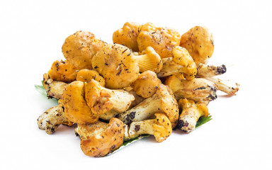Chanterelle Mushrooms Isolated