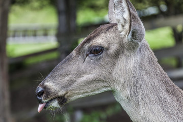 Whitetail deer hatchery, Andes, Cayambe, Ecuador