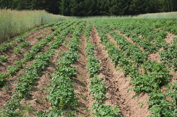 Fototapeta na wymiar Potato field plantation