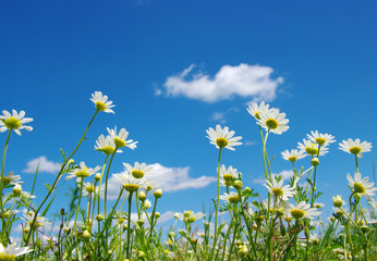 White camomiles