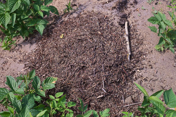 Leśne mrowisko kopiec mrówek - obrazy, fototapety, plakaty