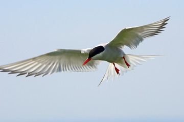 Arctic tern, Farne Islands Nature Reserve, England