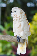 Exotic bird. Cute pink cockatoo sit on a branch tree. Wildlife B