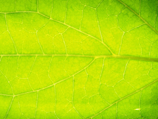 close up of green leaf texture