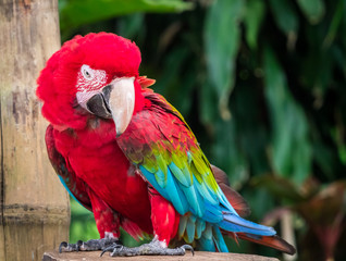 Funny macaw