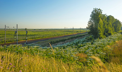 Obraz premium Railroad through a sunny landscape in summer