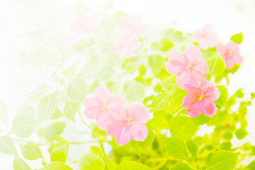 Obraz na płótnie Canvas Blurry flower background.