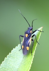 Мелкая бабочка.