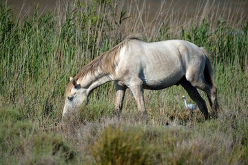 Cavallo Camargue