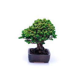 Fototapeta na wymiar bonsai on white background