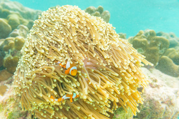 Clown Anemonefish, Amphiprion percula, swimming among the tentac