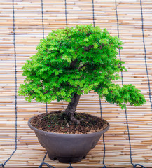 bonsai on makisu background