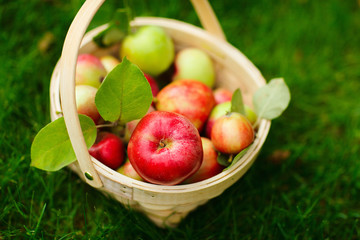 Organic apples in a basket
