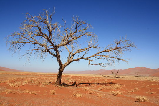 Tal der Namib Wüste bei Sossusvlei