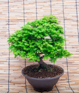 bonsai on makisu background