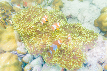 Group of clown fish Nemo in anemone with coral reef