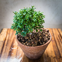 Bird eye view small tree in the old pot