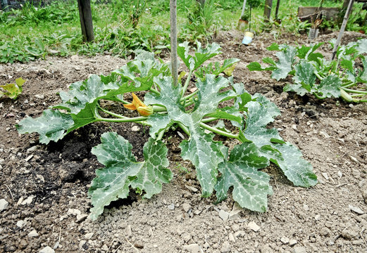 Una pianta di zucchine nell'orto
