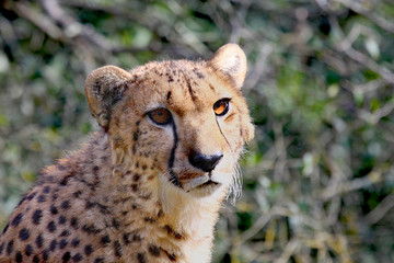 Cheetah