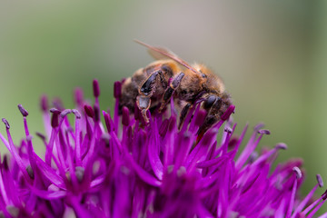 Bee on an purple Allium flower