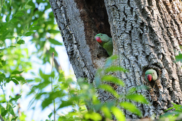 Junge Alexandersittiche (psittacula eupatria)