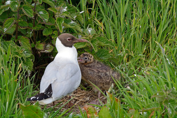 Black-headed gull with chick, Farne Islands Nature Reserve, Engl