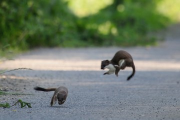 Spielende Hermeline (Mustela erminea)