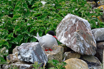 Arctic tern, Farne Islands Nature Reserve, England