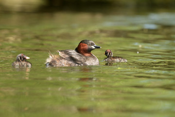 Little Grebe with nestlings.