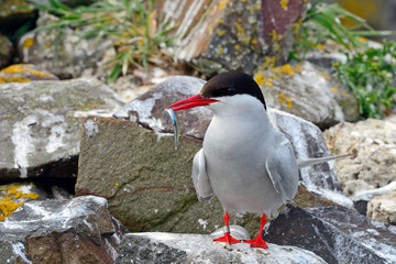 Arctic tern, Farne Islands Nature Reserve, England