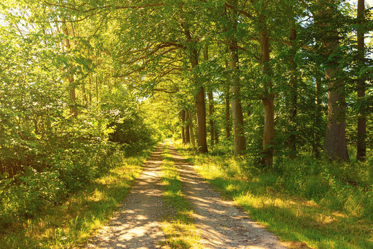 Waldweg