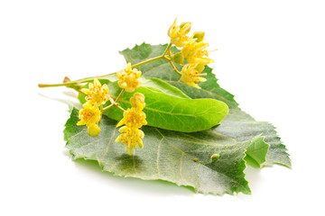 The fresh linden flowers isolated on a white background
