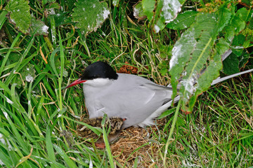 Arctic tern with chick, Farne Islands Nature Reserve, England