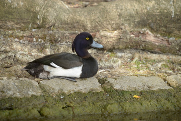 Tufted Duck - male