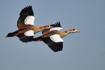 Nilgänse (Alopochen aegyptiacus)
